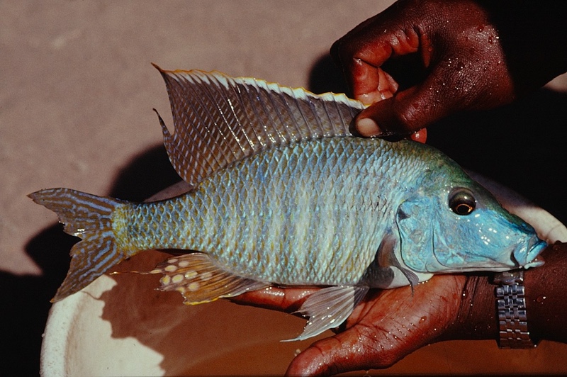 Taeniolethrinops praeorbitalis 'Senga Bay'